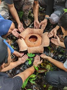 Rafflesia bengkuluensis with its custodians in Sumatra