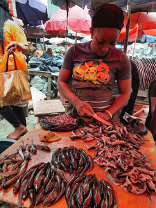 Bostrychus africanus is a staple in West Africa.