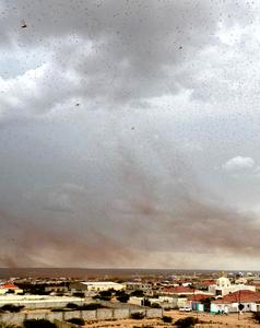 Locust swarm in Somalia