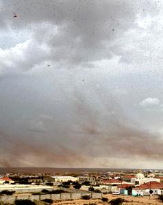 Locust swarm in Somalia