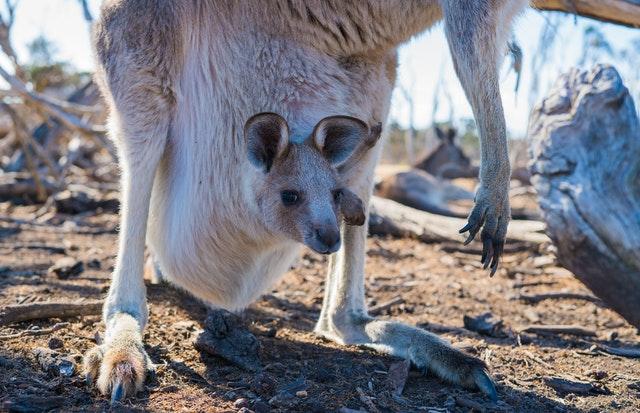 Herbicide Harming Marsupial Health and Development