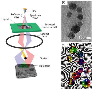Off-axis Electron Holography with Fluid Cell