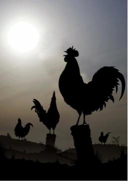 Social Hierarchy in Roosters Determines Order of Crowing