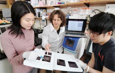 Ying Shen, Francesca Storici and Kyung Duk Koh, Georgia Tech