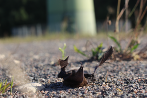 Killed bat at wind turbine