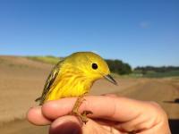Yellow warbler by strawberry field