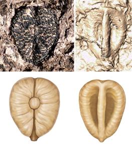 Oldest grape seed in Western Hemisphere