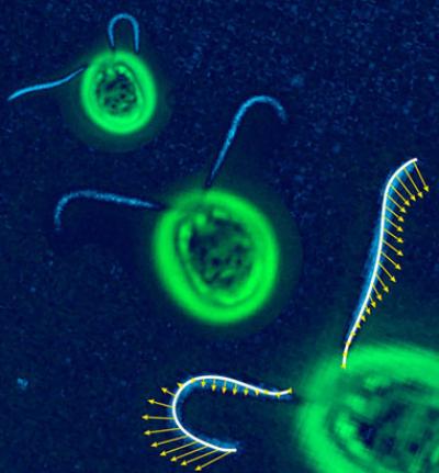 <i>Chlamydomonas</i>