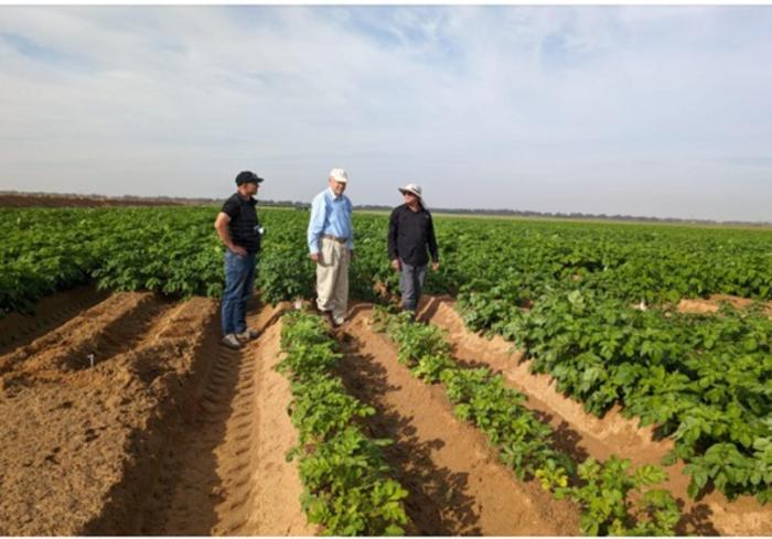 The RumaFeed varieties experimental plot