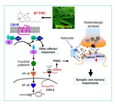 Preventing Marijuana-Induced Memory Problems with Over-the-Counter Painkillers