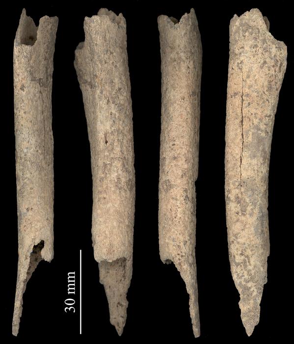 12,000-year-old canine tibia