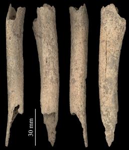 12,000-year-old canine tibia