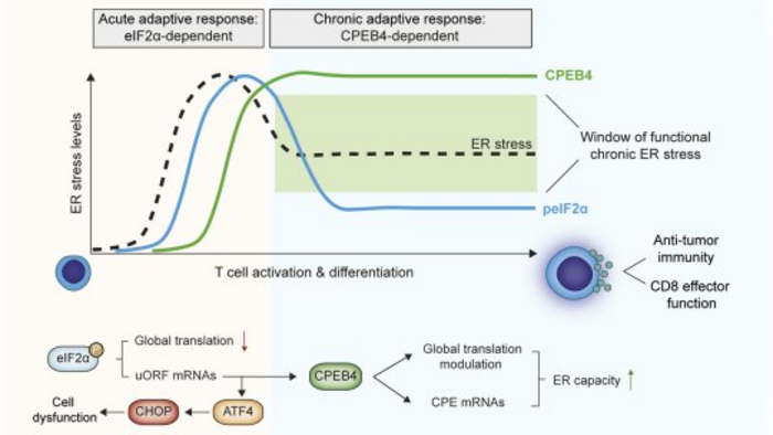 CPEB4 allows these immune cells to adapt to the chronic stress