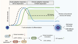 CPEB4 allows these immune cells to adapt to the chronic stress