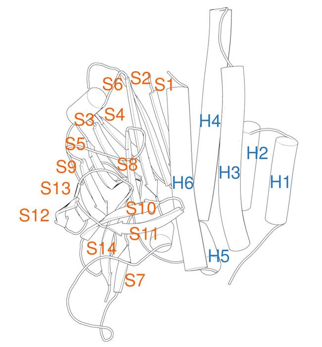 The numbering system identifies secondary structure elements of the GAIN domain