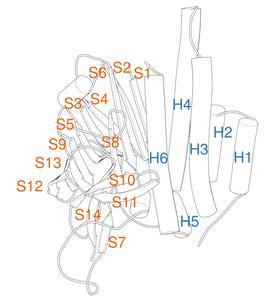 The numbering system identifies secondary structure elements of the GAIN domain