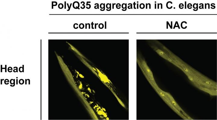Aggregation of PolyQ35
