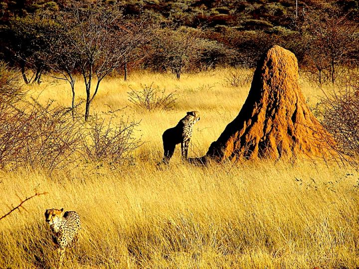 Termite Mound Namibia