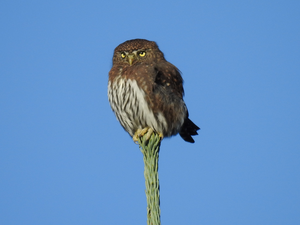 Northern pygmy owl