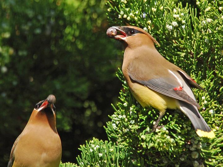 Cedar waxwing