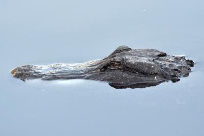 Alligator Floating in Water
