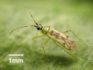 Nesidiocoris tenuis