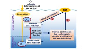 Figure 2  Schematic diagram showing the ocean biology-induced heating effects associated with chlorophyll perturbations