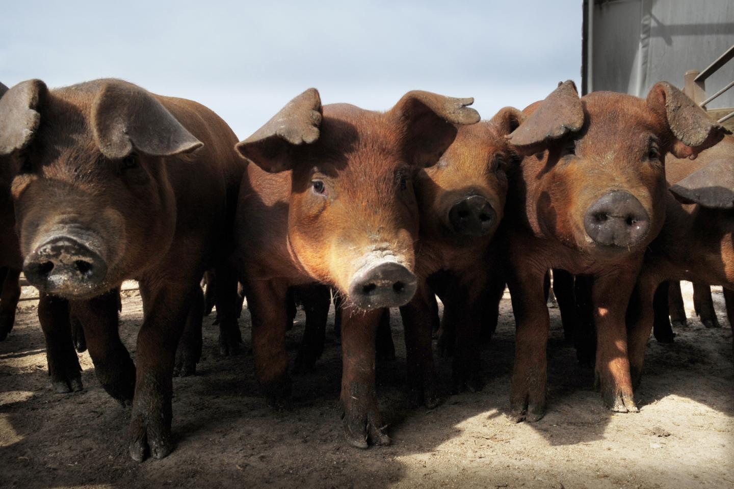 Scientists, Biosecurity Research Institute Study African Swine Fever to Prevent Outbreak in US
