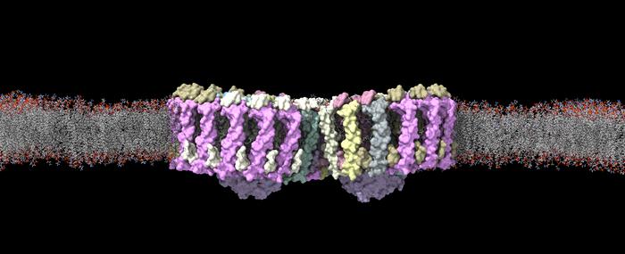 Detailed image of the key photosynthetic protein complexes of purple bacteria