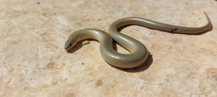 Chalcides ocellatus: Günther's cylindrical skink; Vulnerable