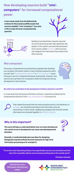 Infographic dendritic domains [IMAGE] | EurekAlert! Science News 