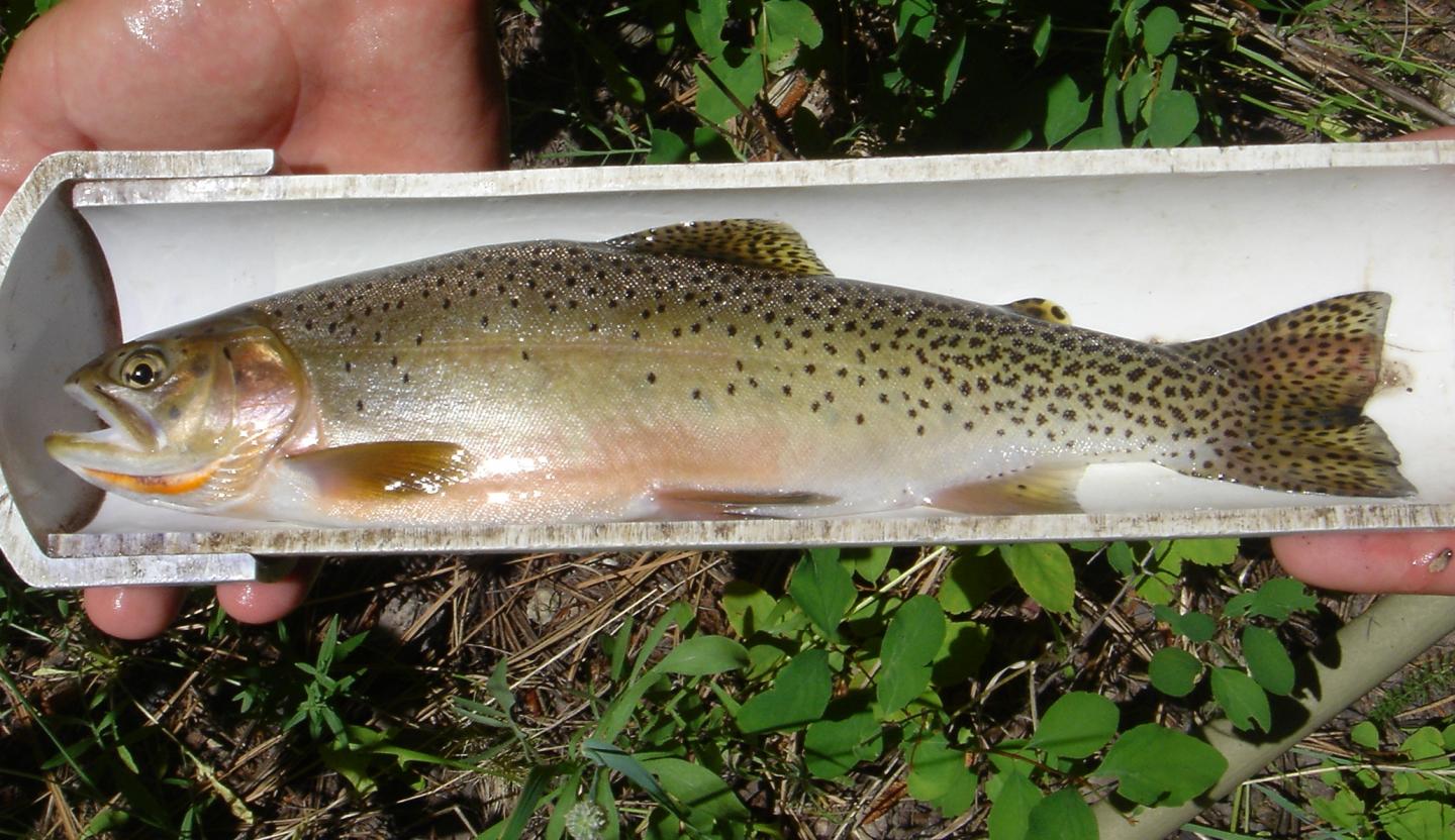 A Westslope Cutthroat Trout is Measured by Scientists