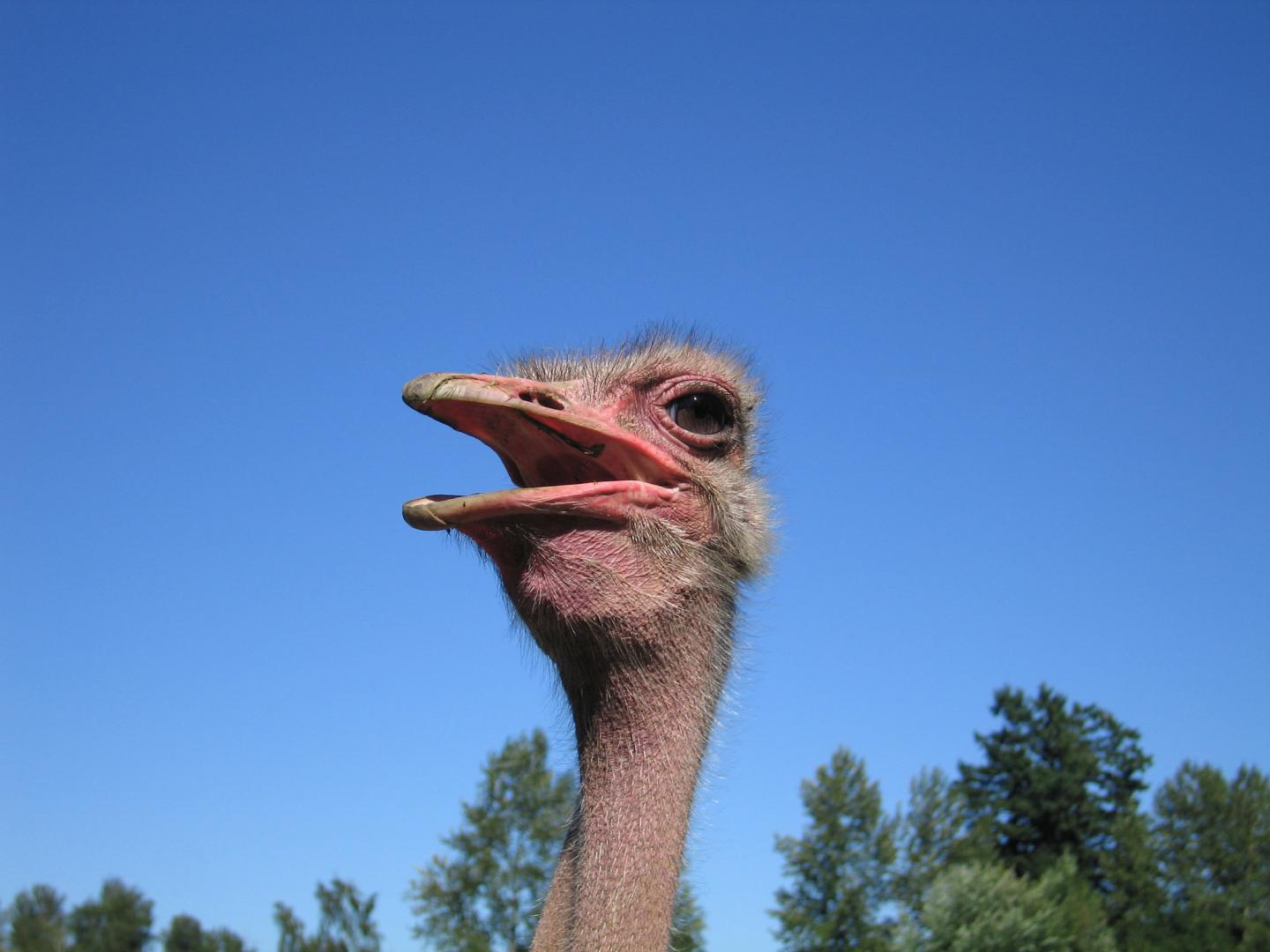 Ostrich