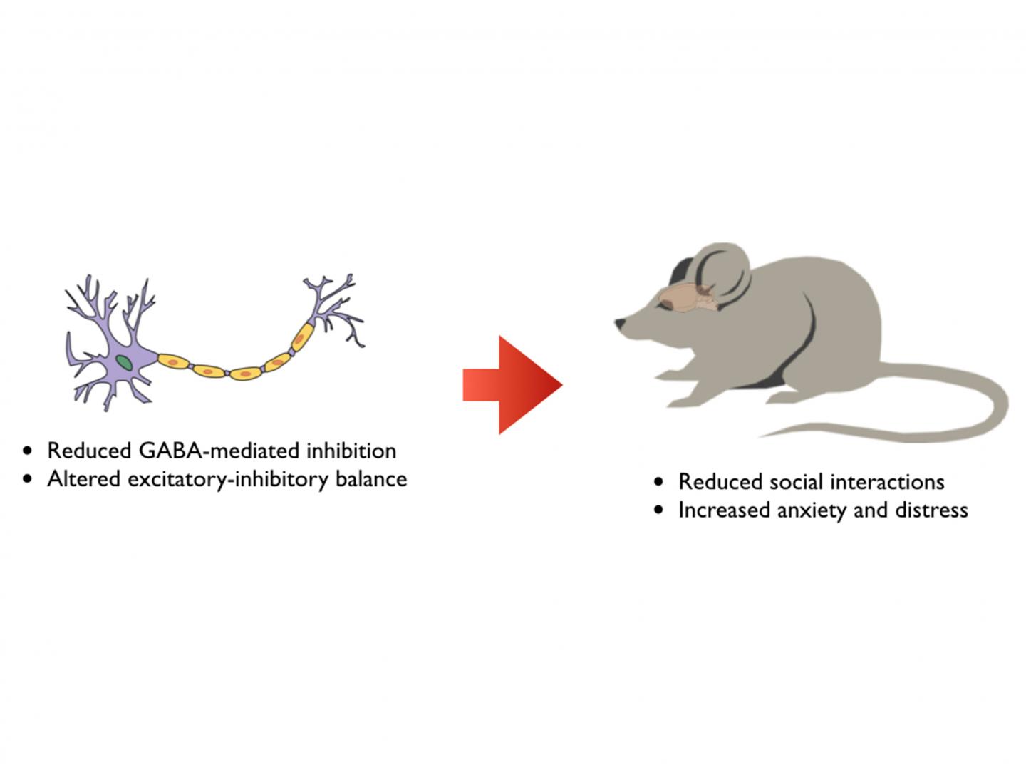 Deficits in Cellular Breakdown Linked to Impa | EurekAlert!