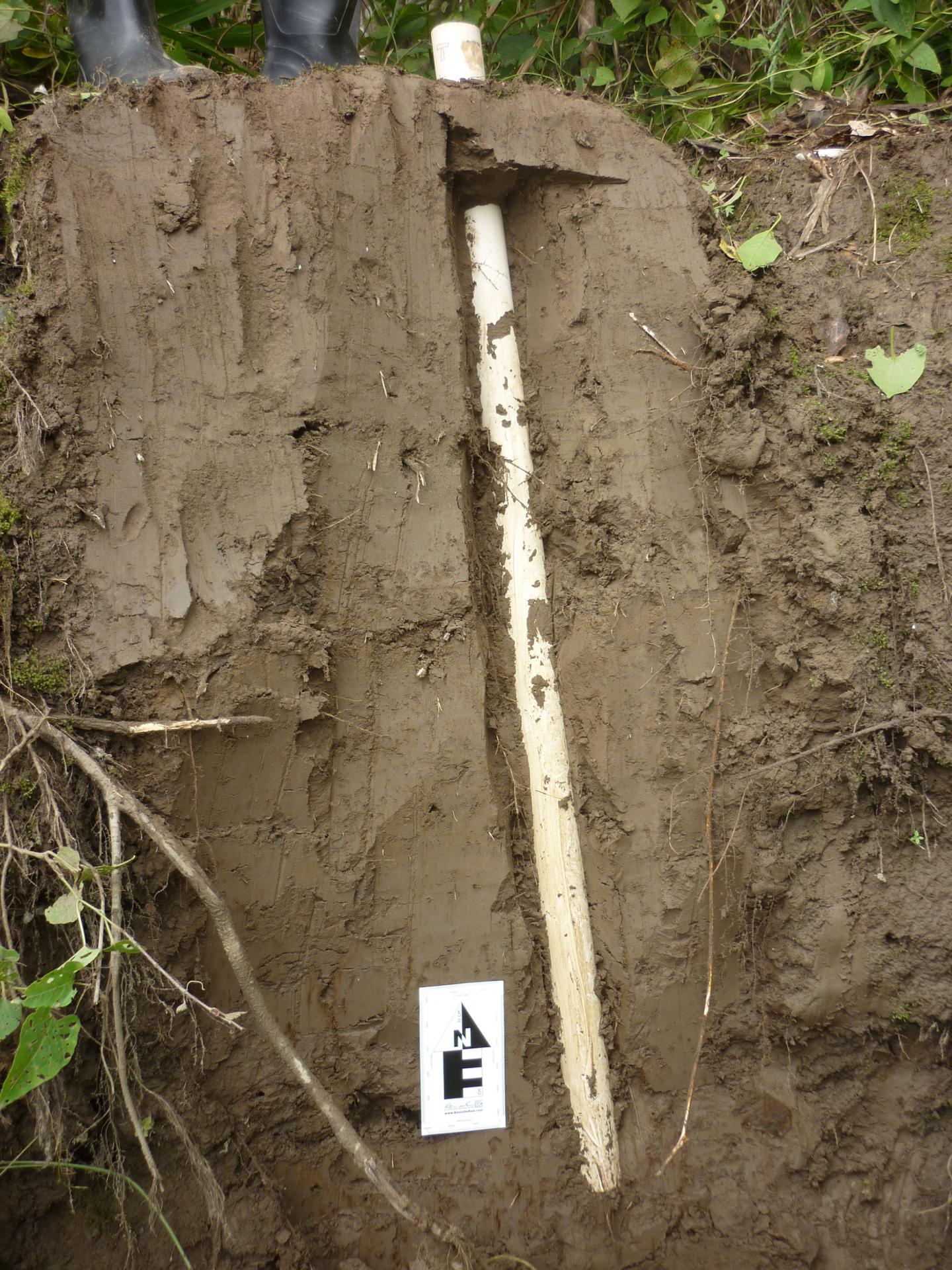 Twice, Salty Water Flooded the Ancient Amazon (3 of 17)