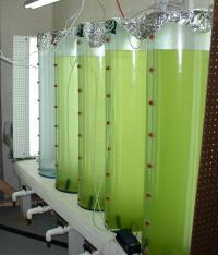 Algae Culture Tanks