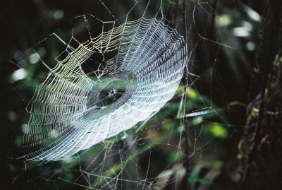 Spider Webs