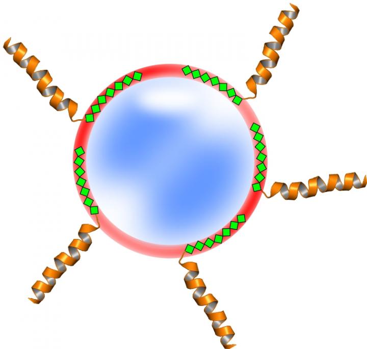 Proteins Attached to Nanoparticle