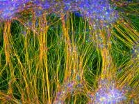Neurons Used for Drug Testing