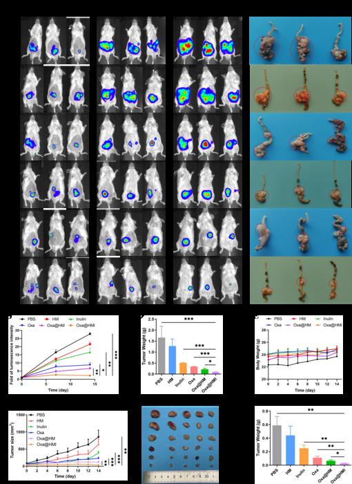 Fig. 4. The anti-tumor effect of Oxa@HMI hydrogel in both orthotopic colorectal cancer mice and subcutaneous colorectal cancer mice.