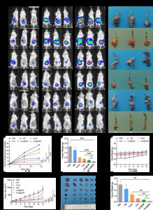 Fig. 4. The anti-tumor effect of Oxa@HMI hydrogel in both orthotopic colorectal cancer mice and subcutaneous colorectal cancer mice.