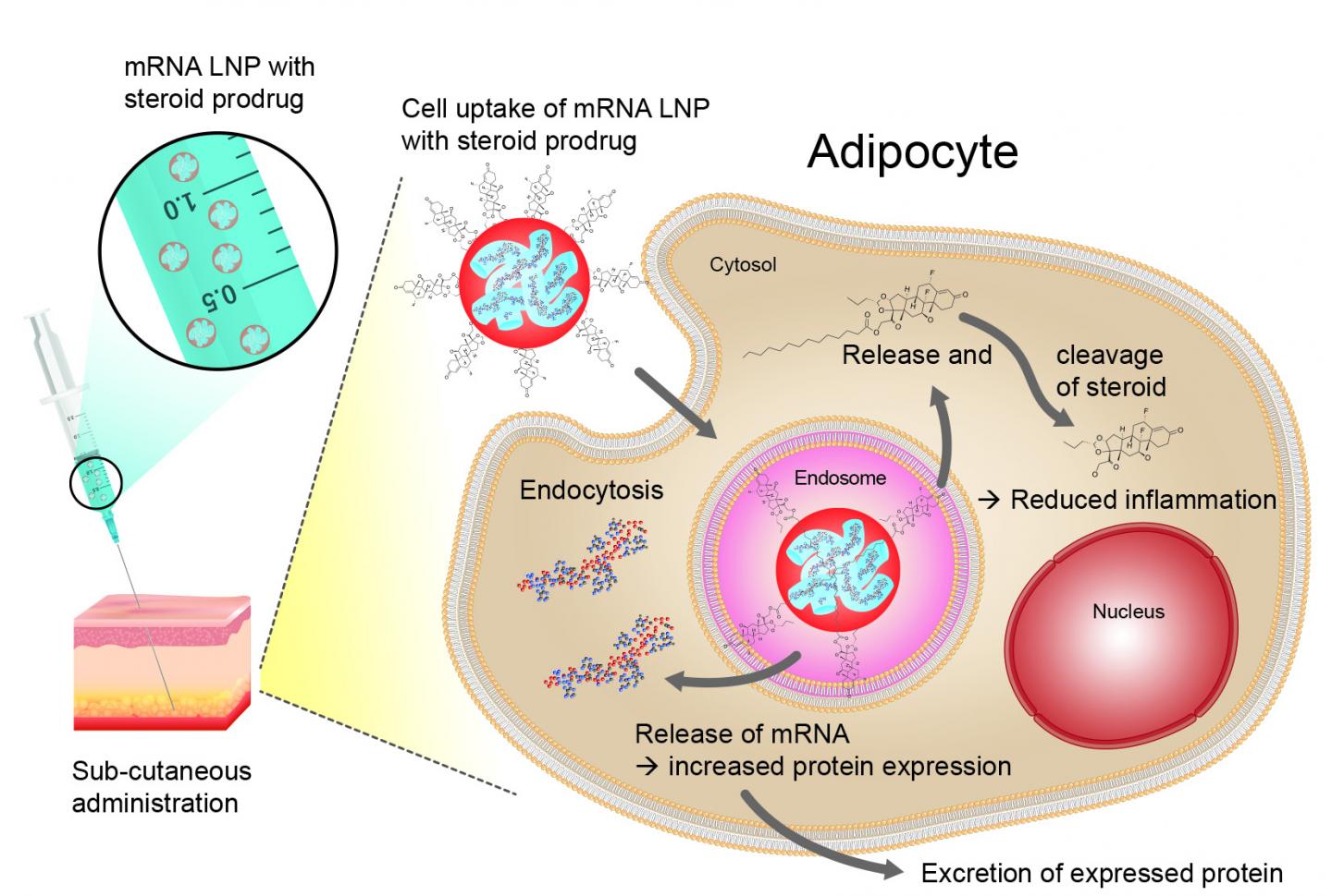 Schematic representation of the administration of an mRNA treatment