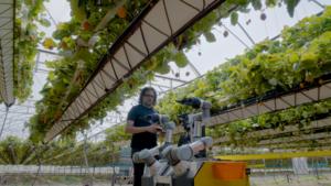 Strawberry-picking robot to speed up harvest and tackle labour shortage