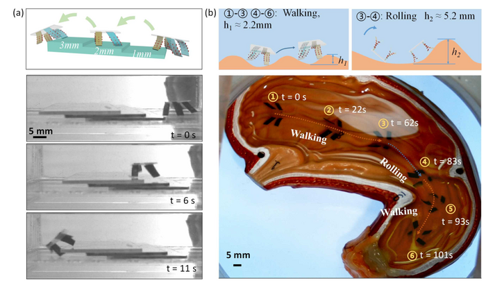 Magnetically actuated quadruped soft microrobot  with multimodal locomotion