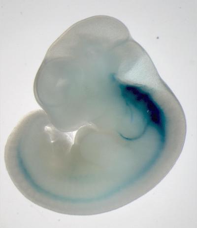 Mouse Embryo