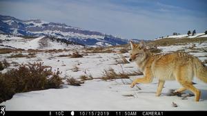 Nationwide coyote survey shows hunting may increase, rather than reduce, coyote numbers