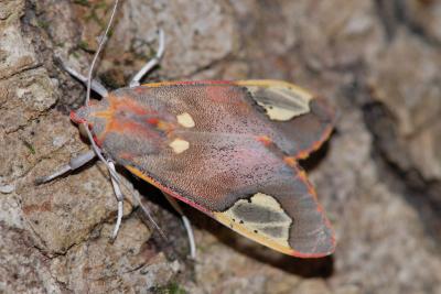 Bats Foiled by Moth Sonar-Jamming (4 of 5)