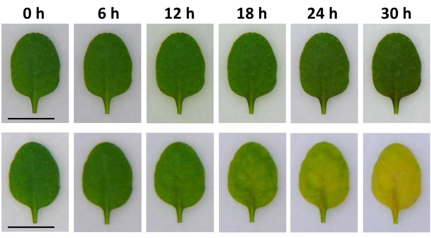 SGR Induces Color Changes in Leaves