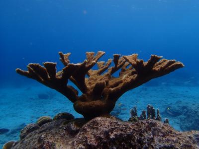Elkhorn Coral