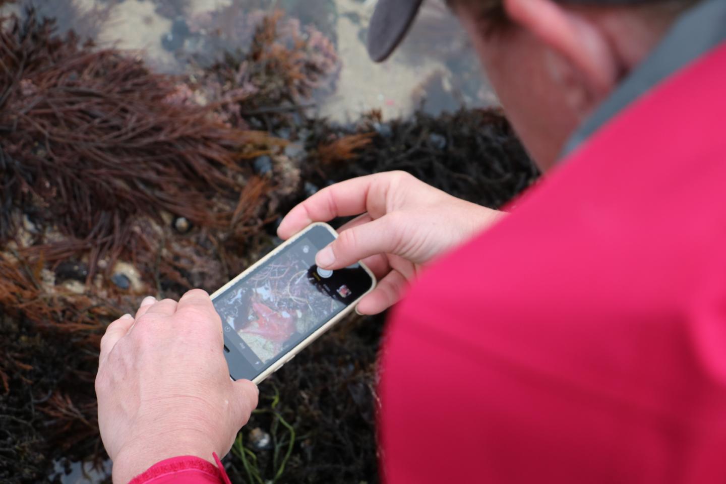 Community scientist along California coast